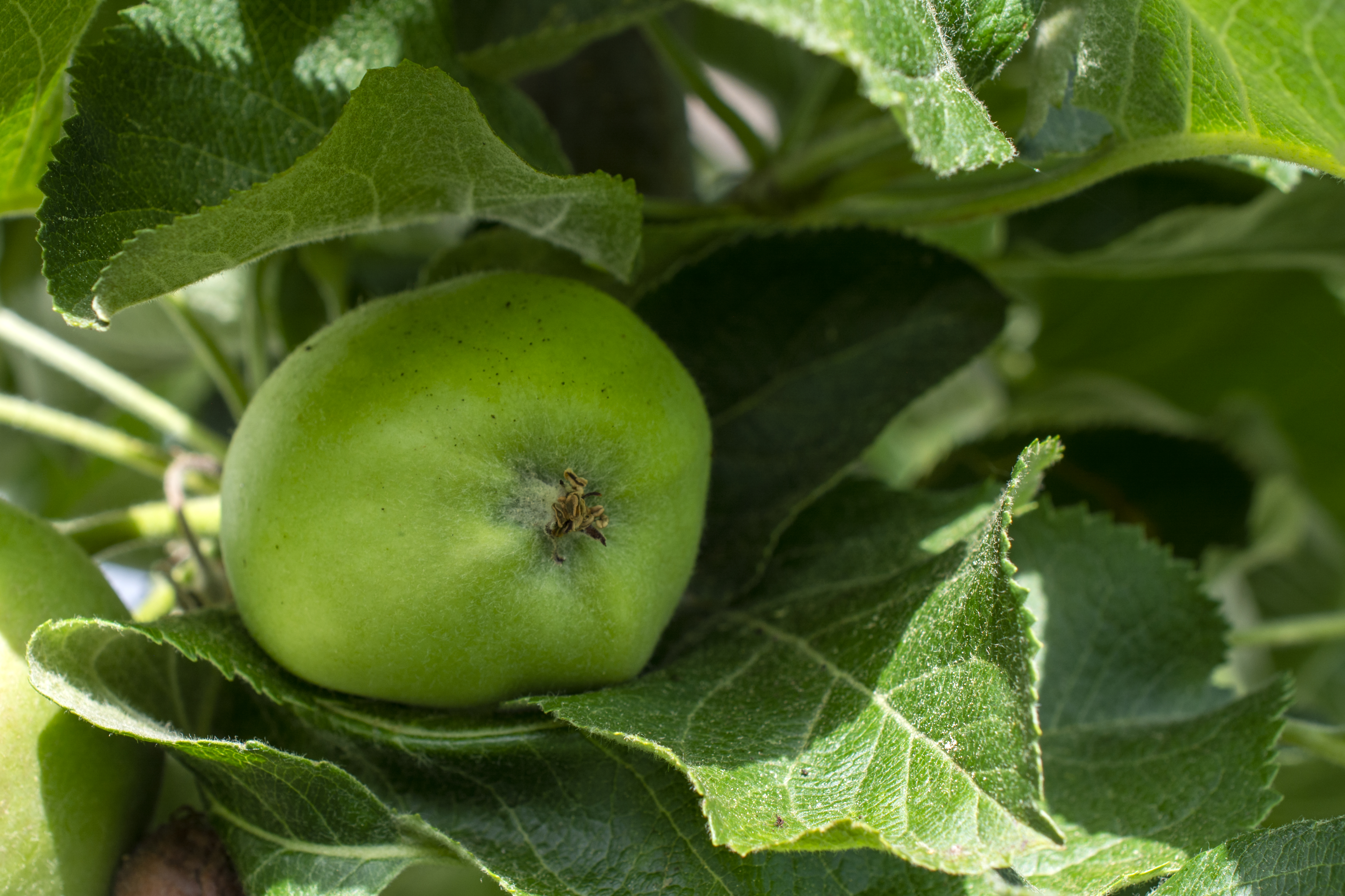 Obst