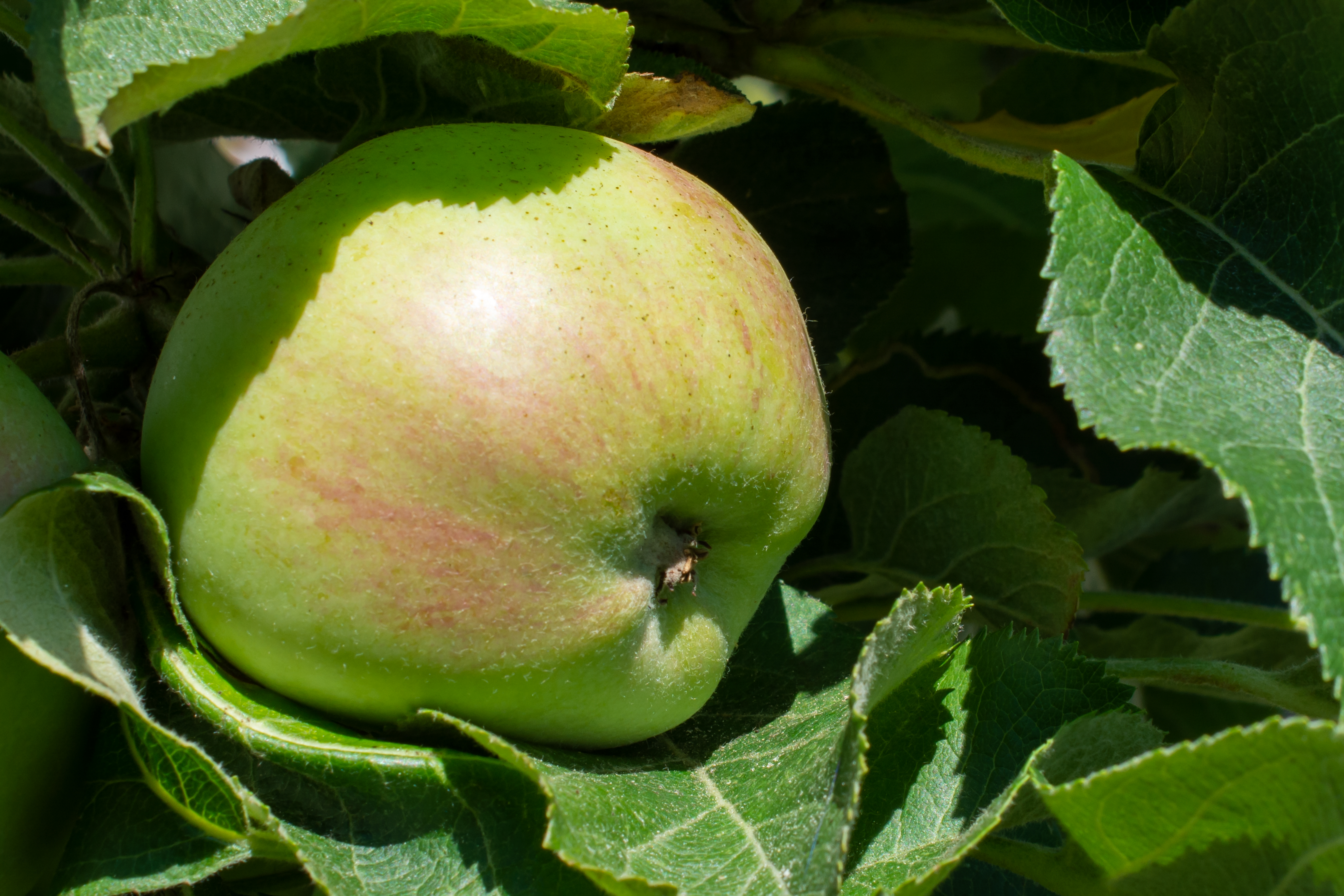 Obst