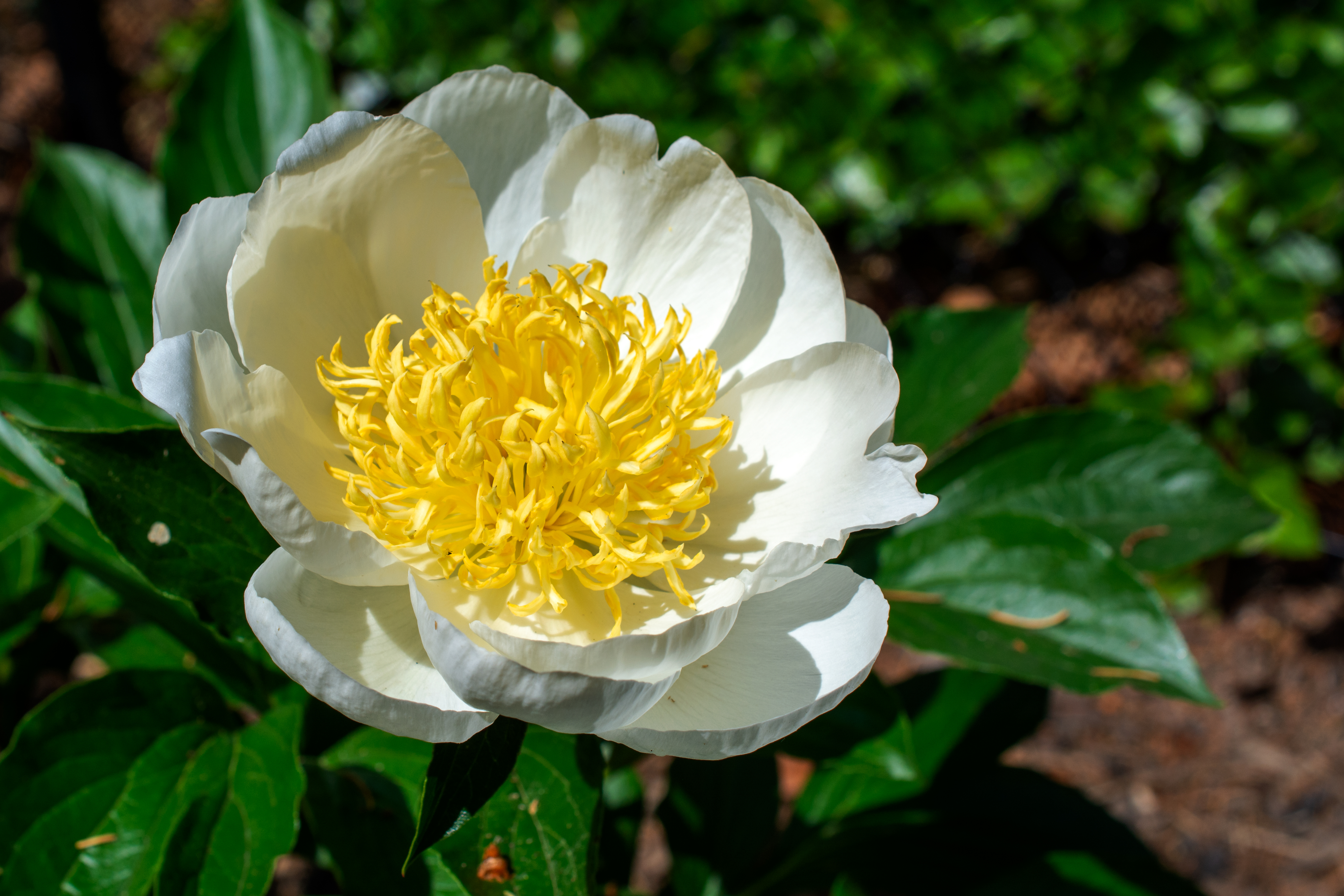 Blumen