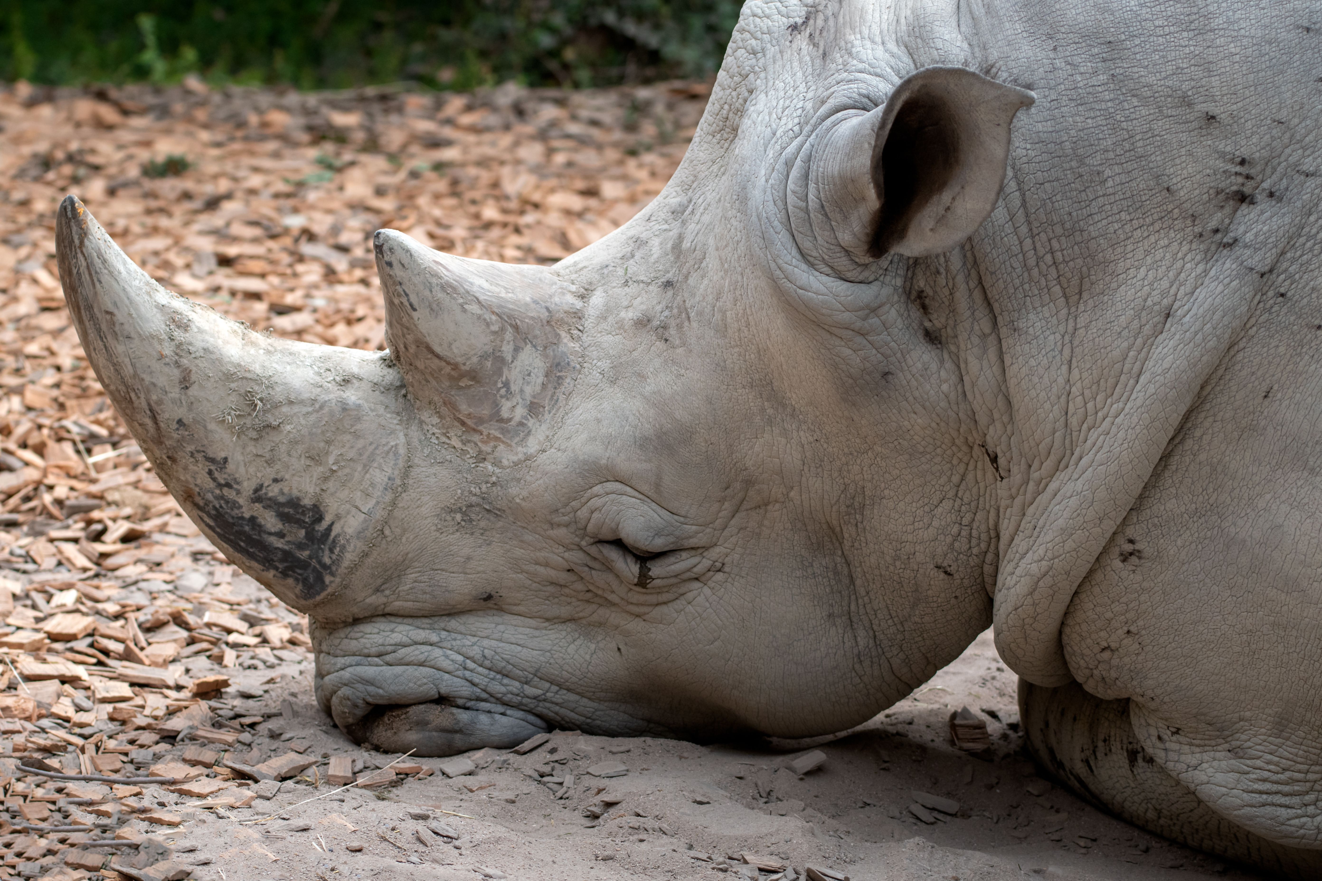 Nashorn, Tier, Lebewesen