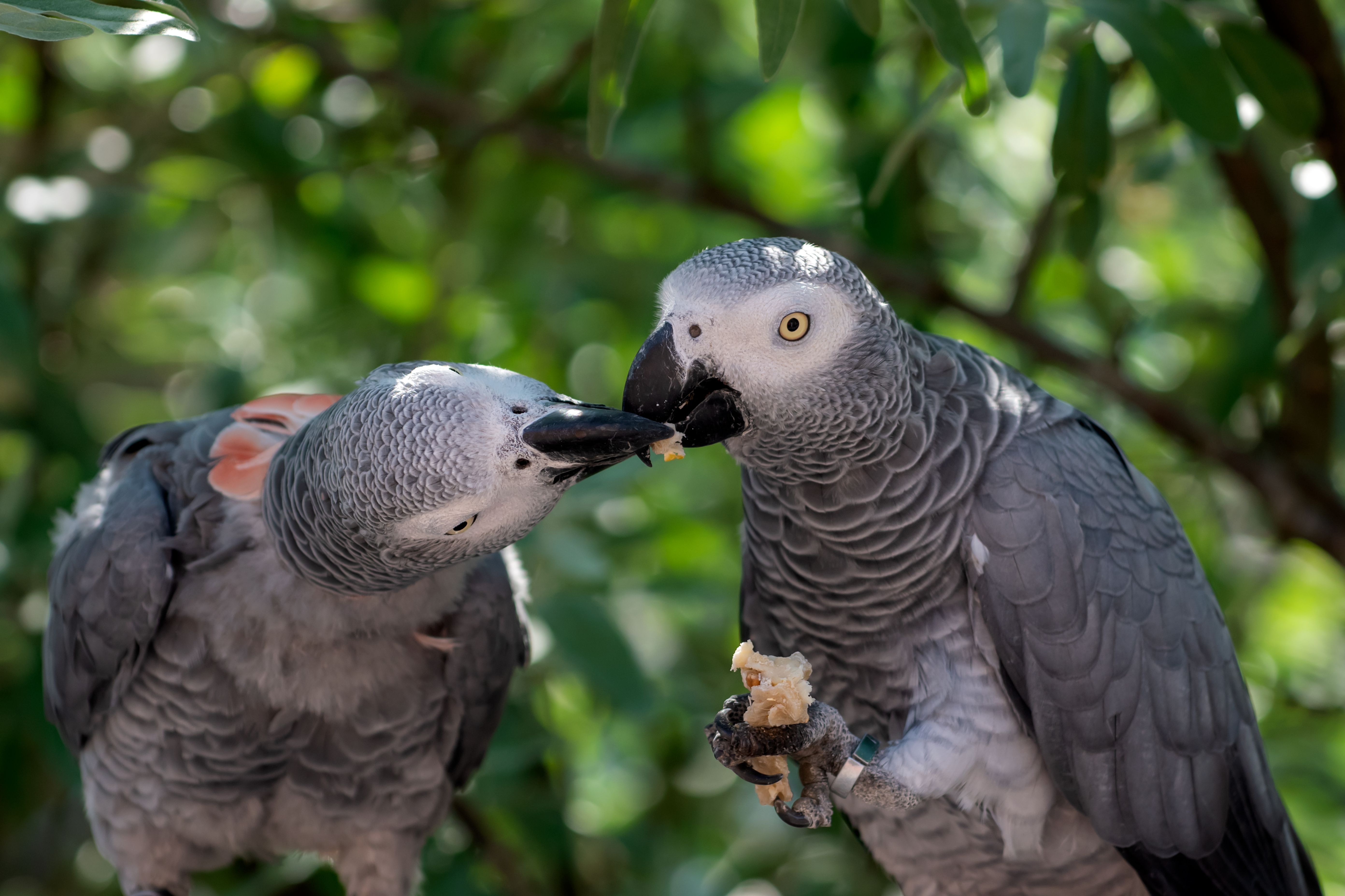 Papagei, Tier, Vogel, Lebewesen